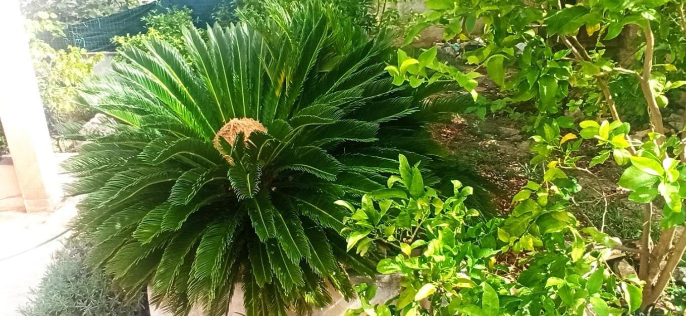 Apartmani Zulin 希杰·弗朗吉卡 外观 照片